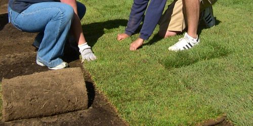Sod Installation, Sod Installer, New Sod, Sod Company, Sod Contractor Sod Installation, Sod Installer, New Sod, Sod Company, Sod Contractor